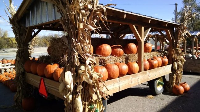 Des Moines, Iowa Pumpkin Patch | Vintage Floral Cottage