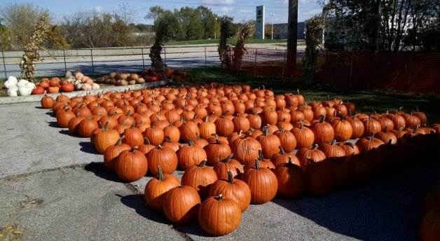 Des Moines, Iowa Pumpkin Patch | Vintage Floral Cottage