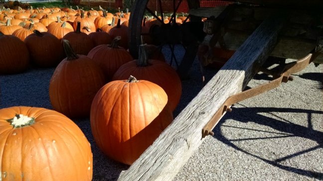 Des Moines, Iowa Pumpkin Patch | Vintage Floral Cottage