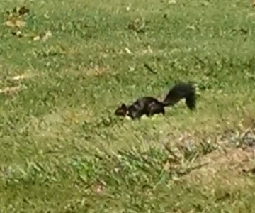 Black squirrels in Iowa | Vintage Floral Cottage