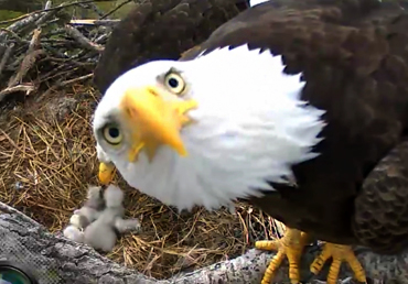 Eagle nest cam Alcoa Iowa | Vintage Floral Cottage