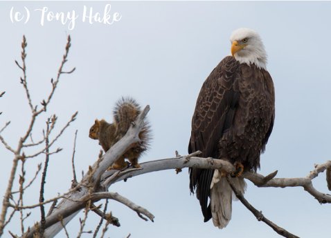 Eagle image by Tony Hake | Vintage Floral Cottage