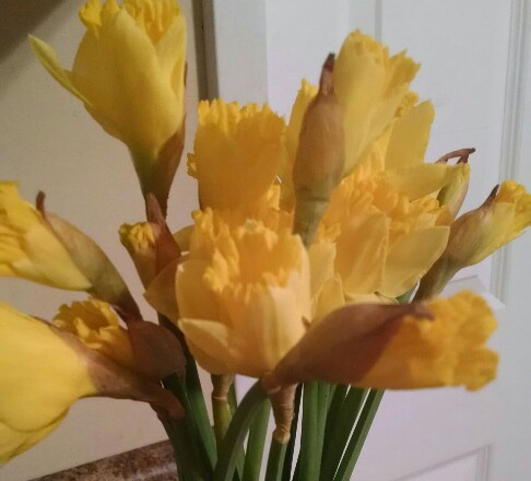 Trader Joe's daffodils |Vintage Floral Cottage