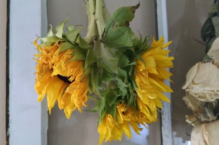 Wilting sunflowers | Vintage Floral Cottage