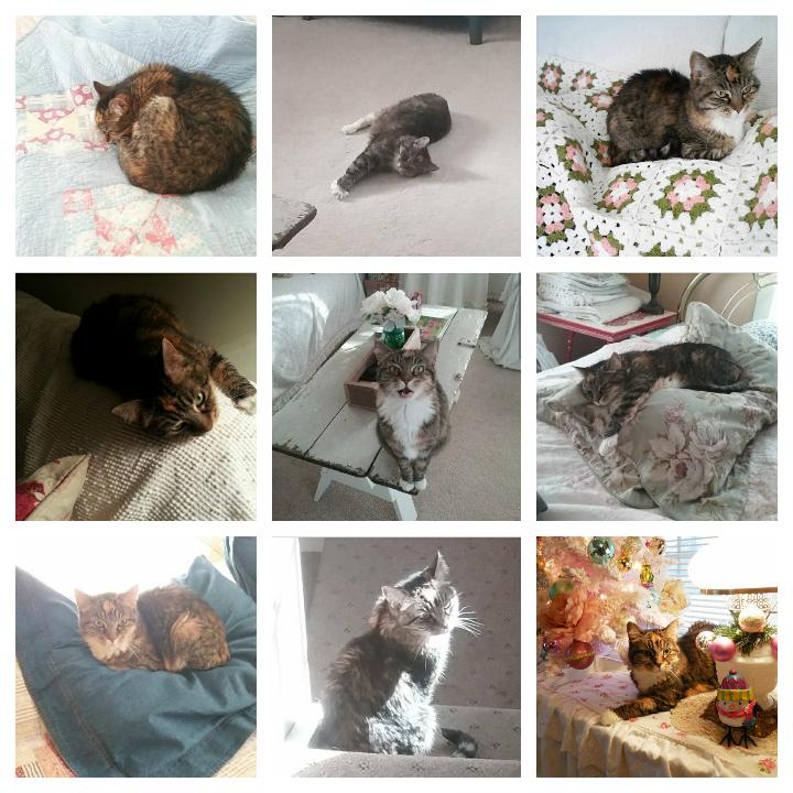 Top 9 Instagram photos - Lily the Cottage Cat | Vintage Floral Cottage