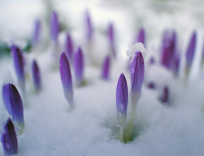 Early Spring crocuses | Vintage Floral Cottage