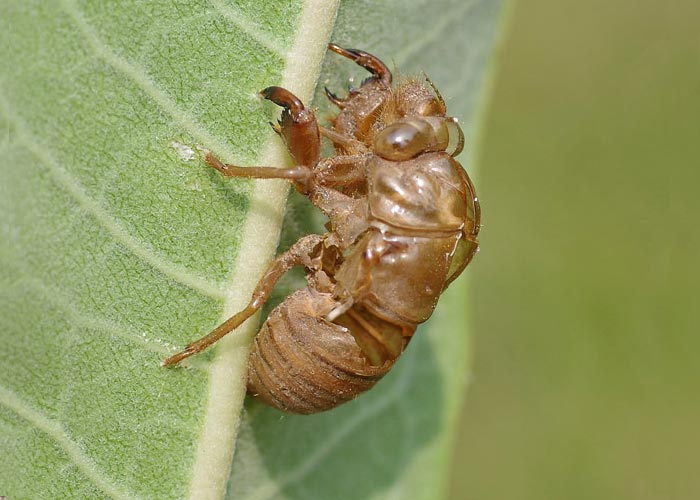 Cicada shell, image courtesy University of Wisconsin - Milwaukee. | Vintage Floral Cottage