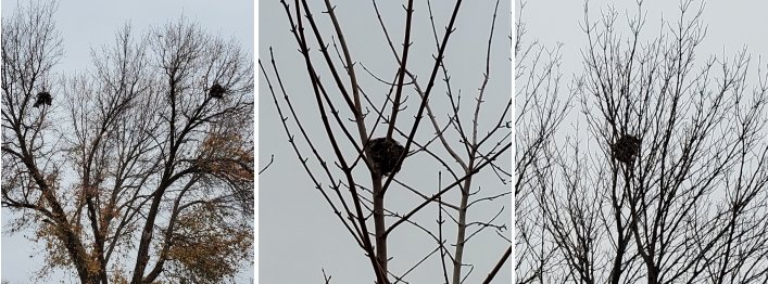 Nests in December