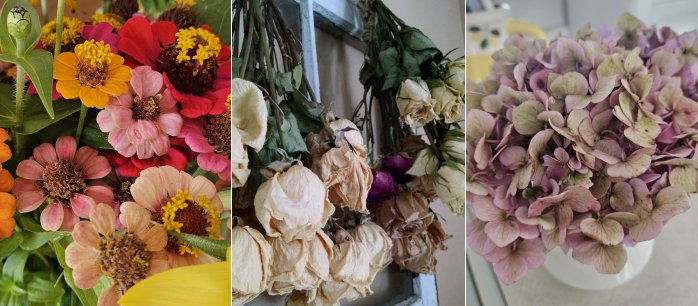 Faded Summer flowers cut, drying, and dried