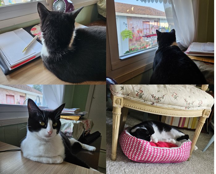 Boop is a work from home cat in a managerial position.