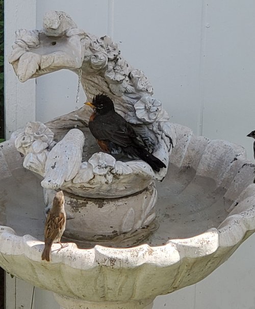 My curb-picked tiered fountain... a challenge to keep it clean, but worth the effort!