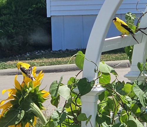 Goldfinches love sunflowers!