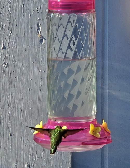 Glass hummingbird feeder