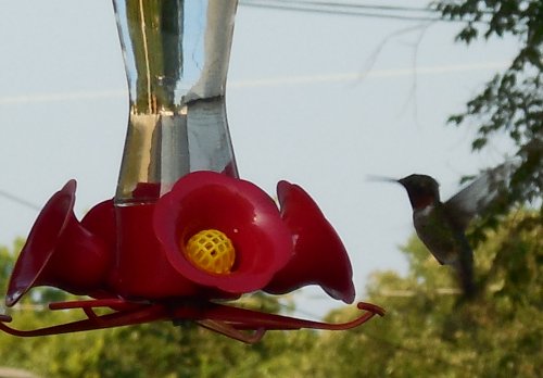 Another style hummingbird feeder